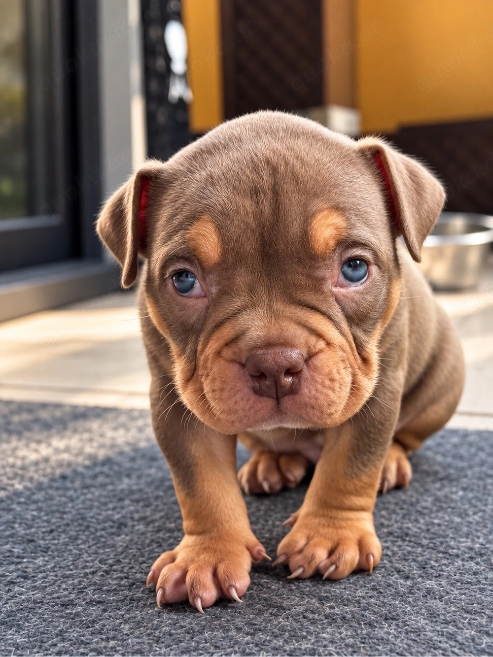 Exklusive American Bully Welpen - ABKC