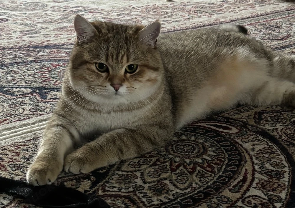 BKH - Katerchen abgabebereit 