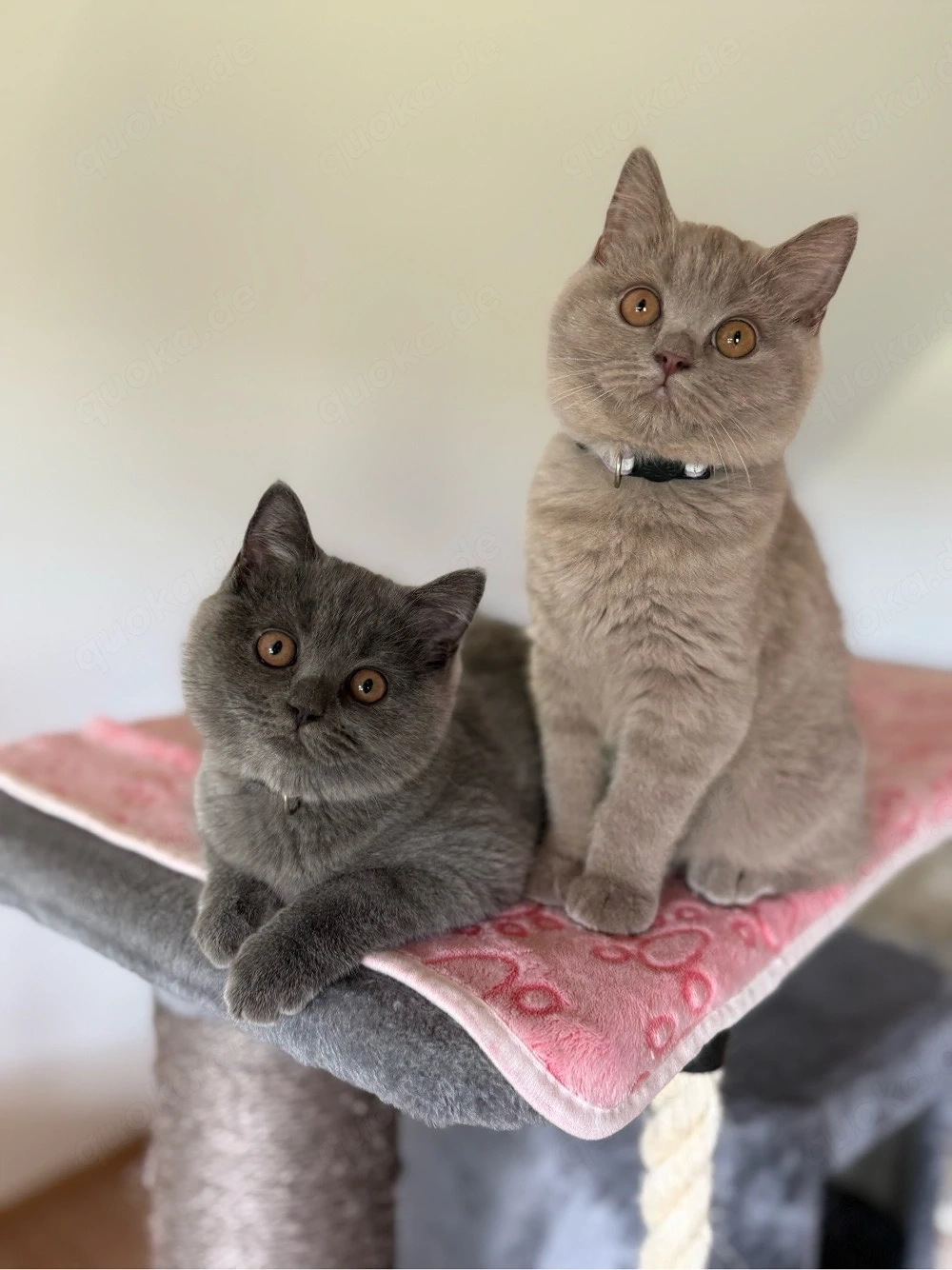 BKH Kitten weiblich wunderschönes Mädchen sucht ein Zuhause