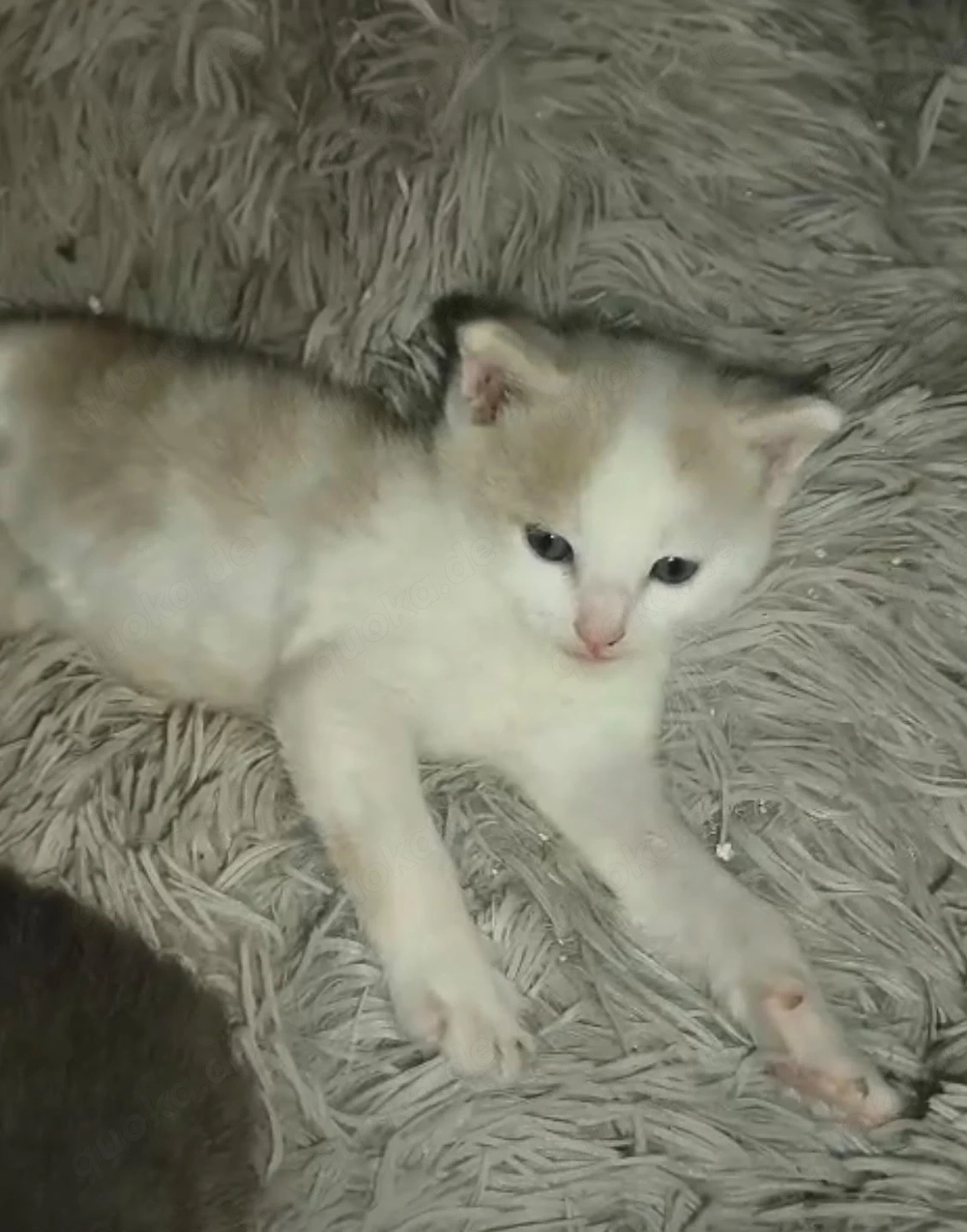 2 Katerchen abzugeben, Kater 