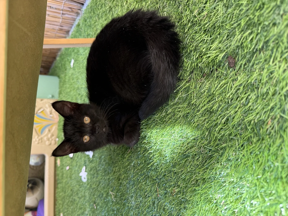 Katze suchen neu Haus