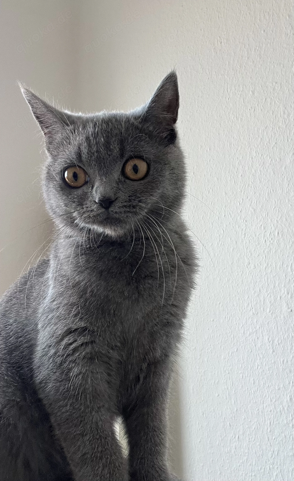 Britisch kurzhaar Phk Katze 