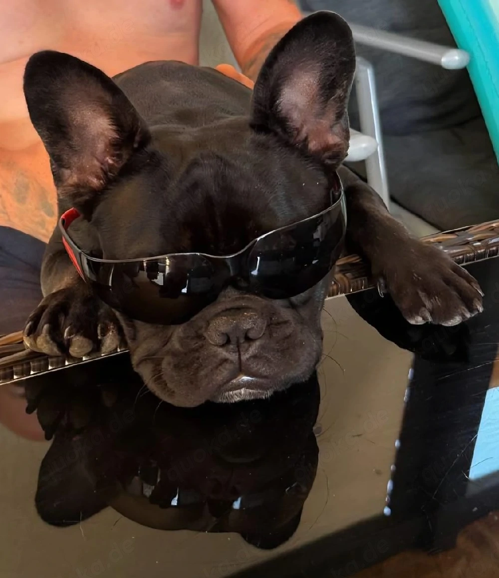 Französische bulldogge 