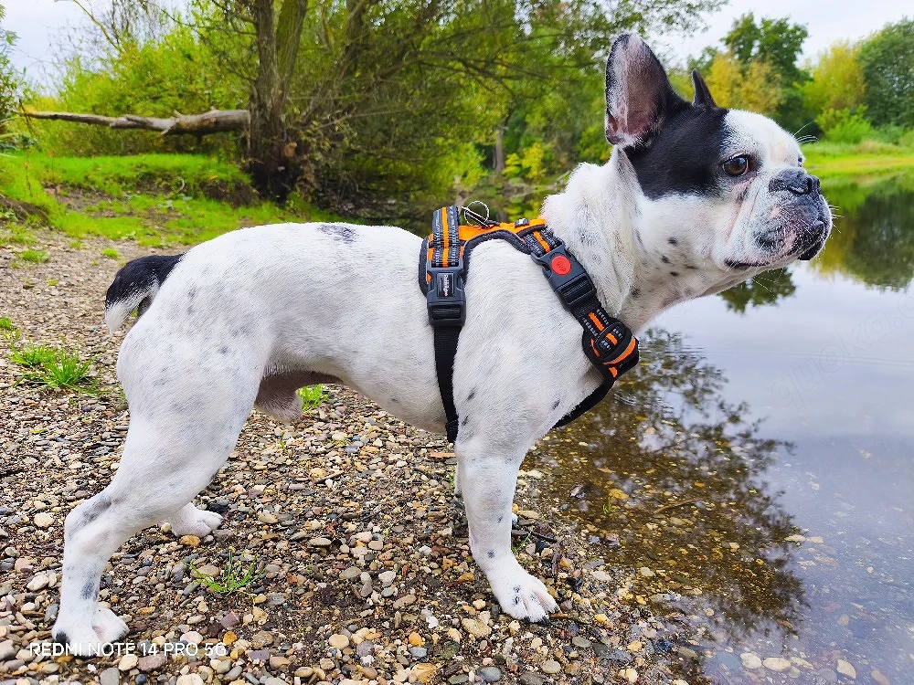 französische Bulldogge 