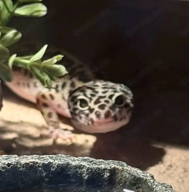 Leopardgecko Mack Snow DNZ 01. Weibchen