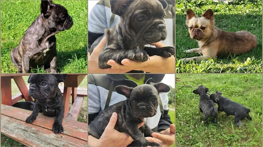 Hübsche gesunde Frenchy Bulldoggen 