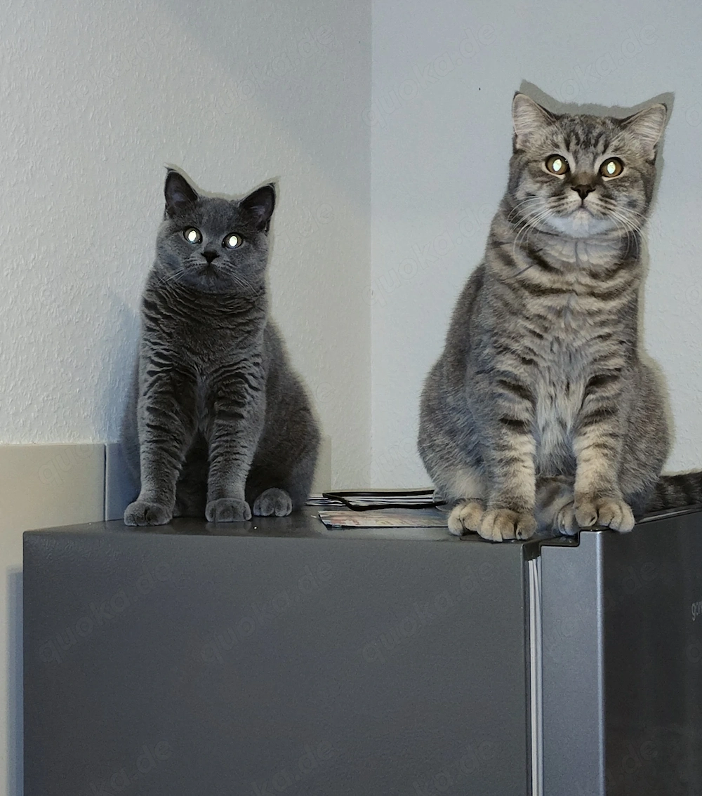  Zwei wunderschöne Britisch-Kurzhaar-Katzen suchen gemeinsam ein liebevolles Zuhause 