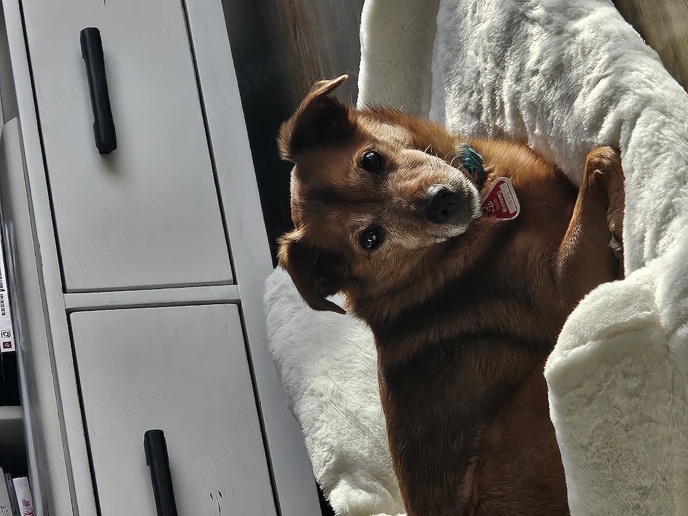 Jack Russel Mischling abzugeben