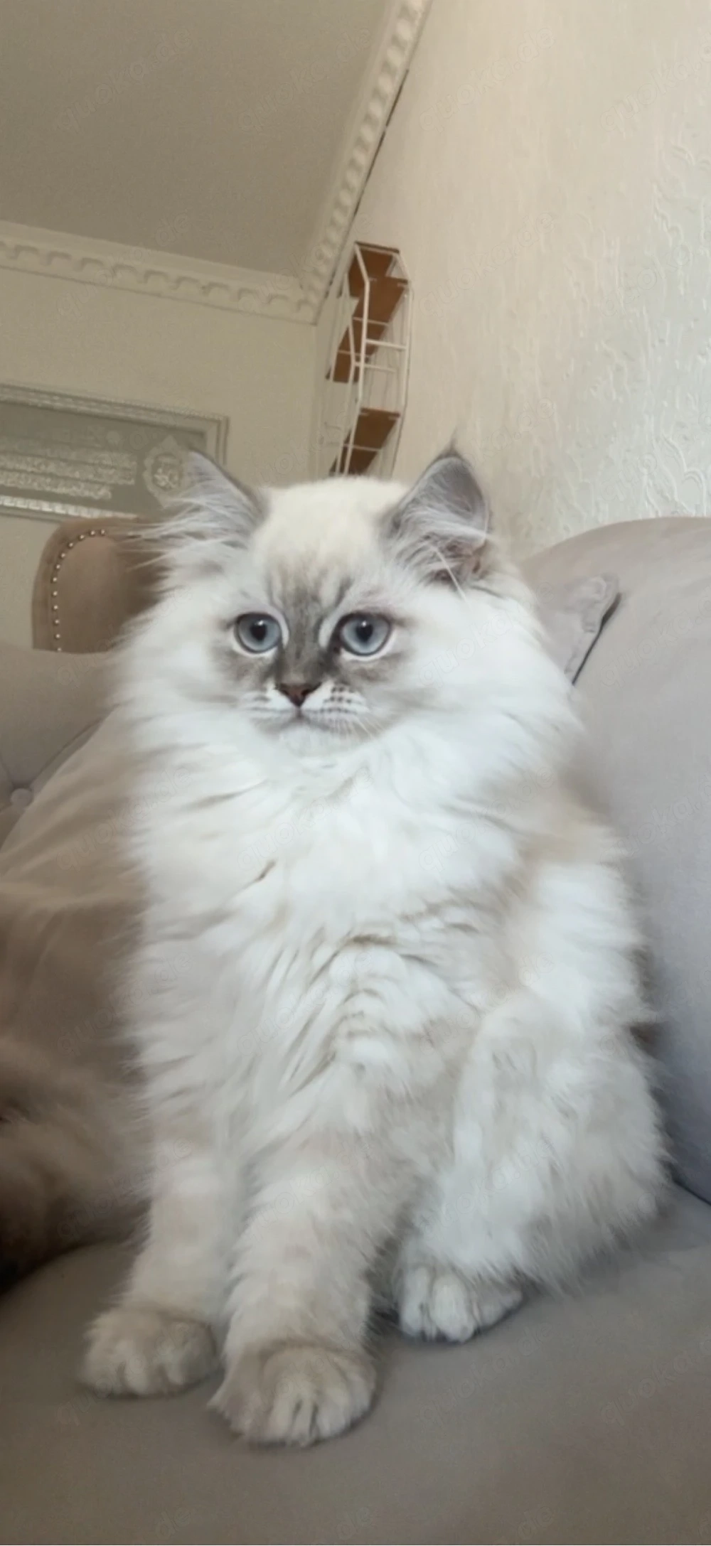 bkh   blh kitten