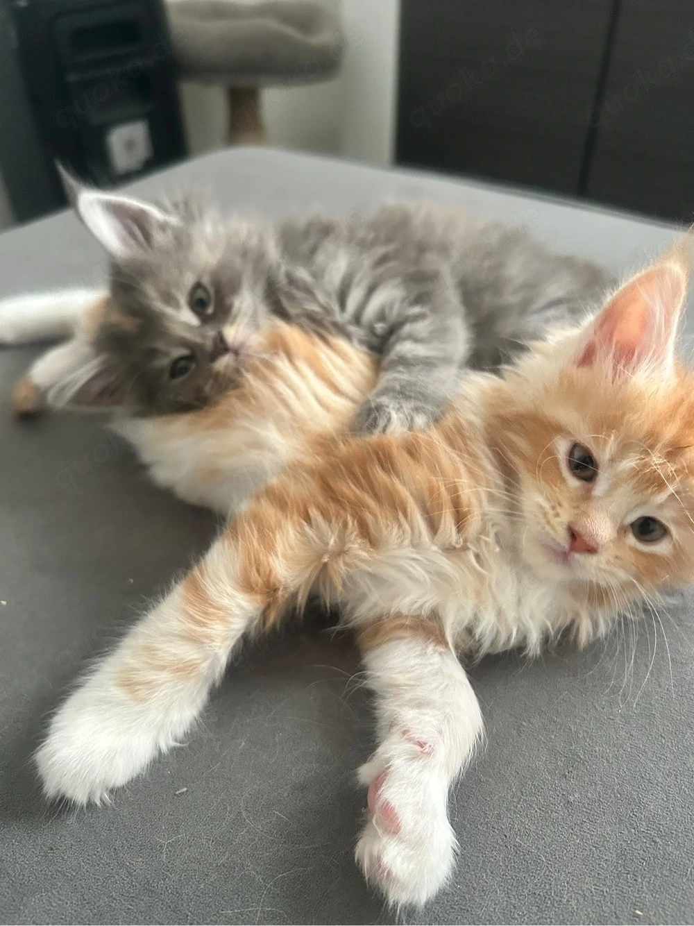 süsse maine coon kitten wir suchen ein neues zuhause 