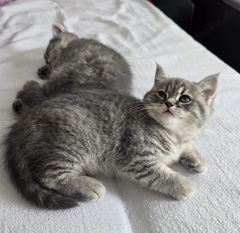 BKH Kitten Zwillinge Männlich Weiblich
