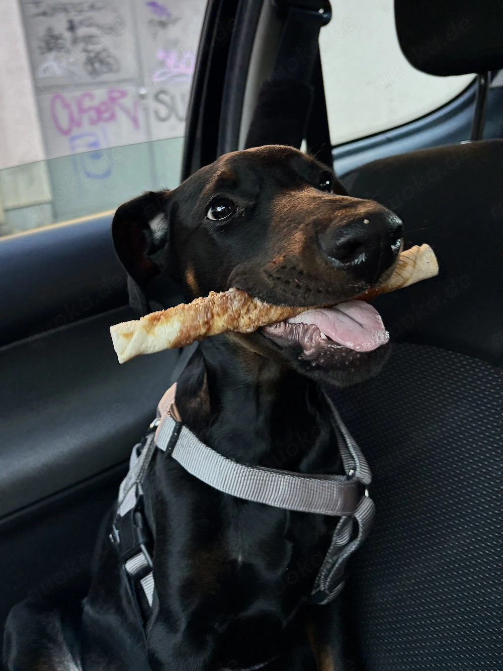 Dobby sucht ein neues Zuhause 