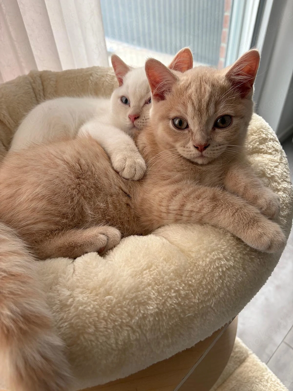 BKH Kitten Katze weiß creme Point Weiblich und Creme Kitten männlich 