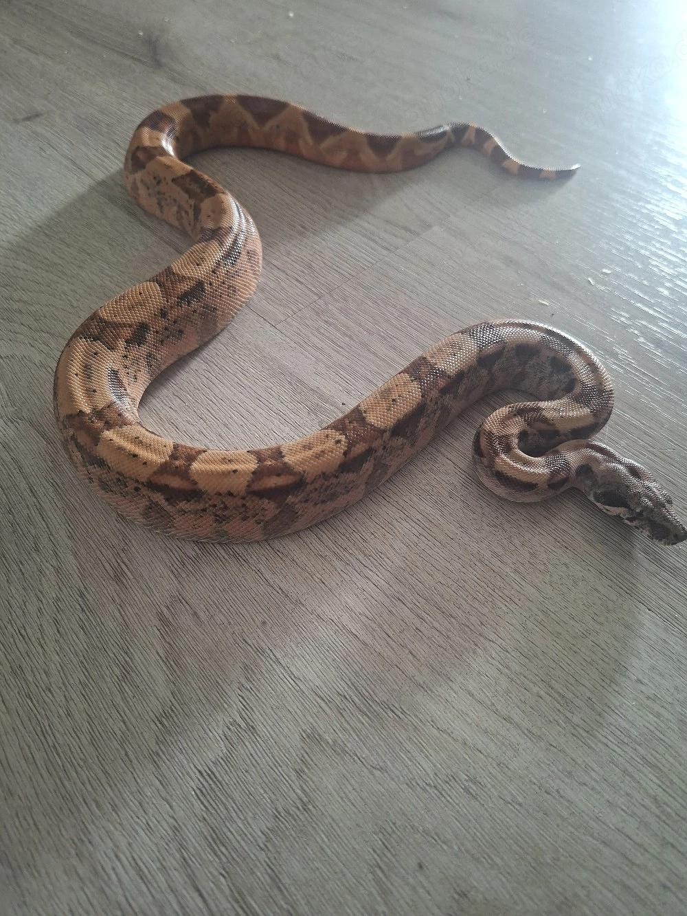 1.0 Boa imperator NZ26