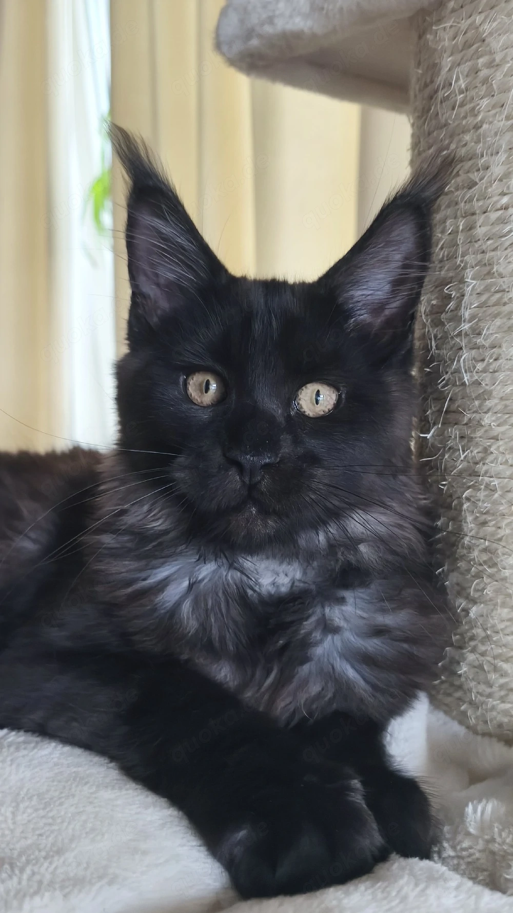 Maine-Coon-Kätzchen mit Stammbaum
