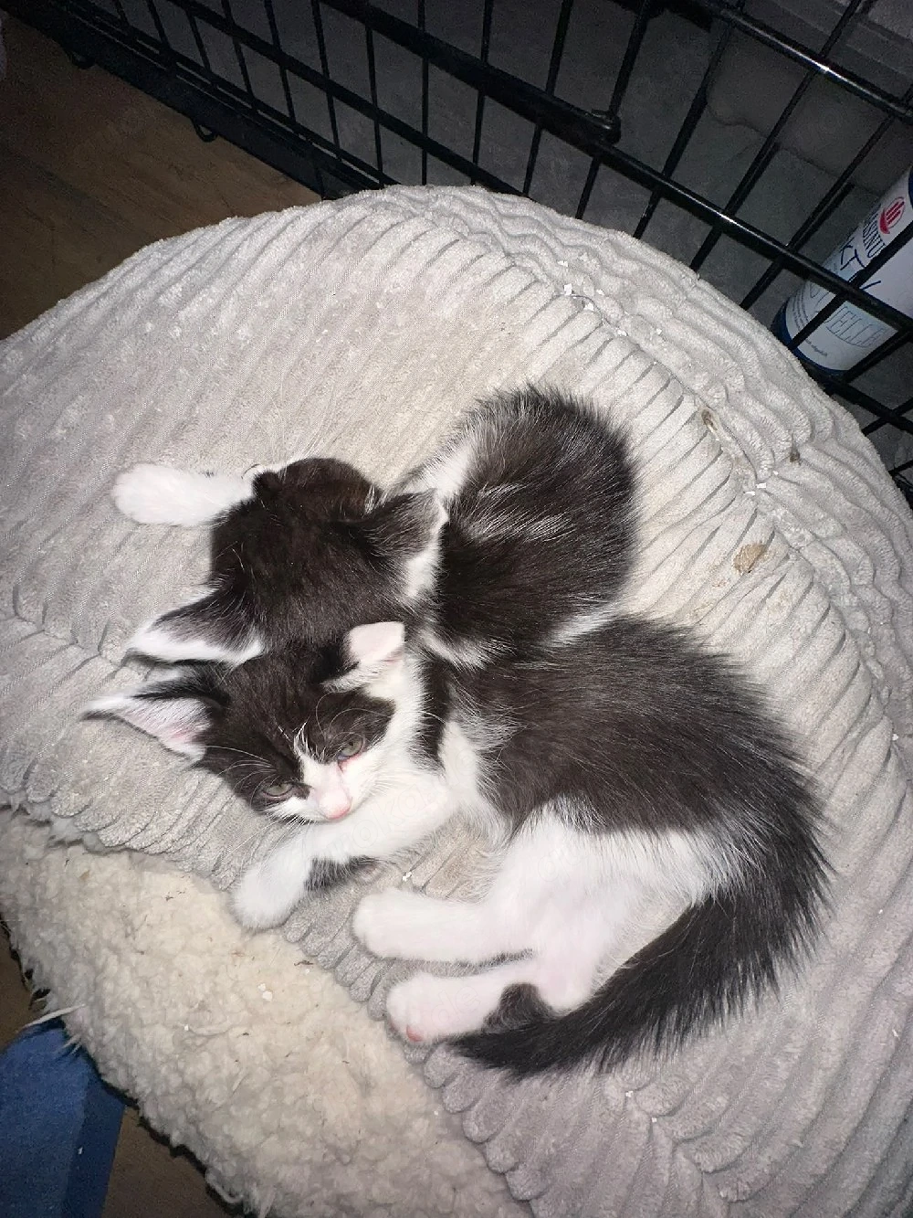 Ragdoll BLH Kartäuser 