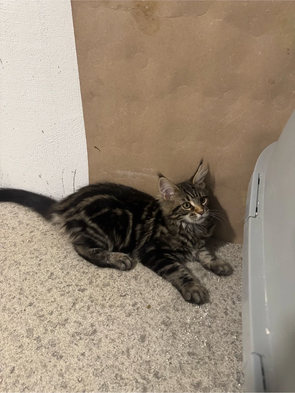 Maine Coon Reinrassig!Abholbereit