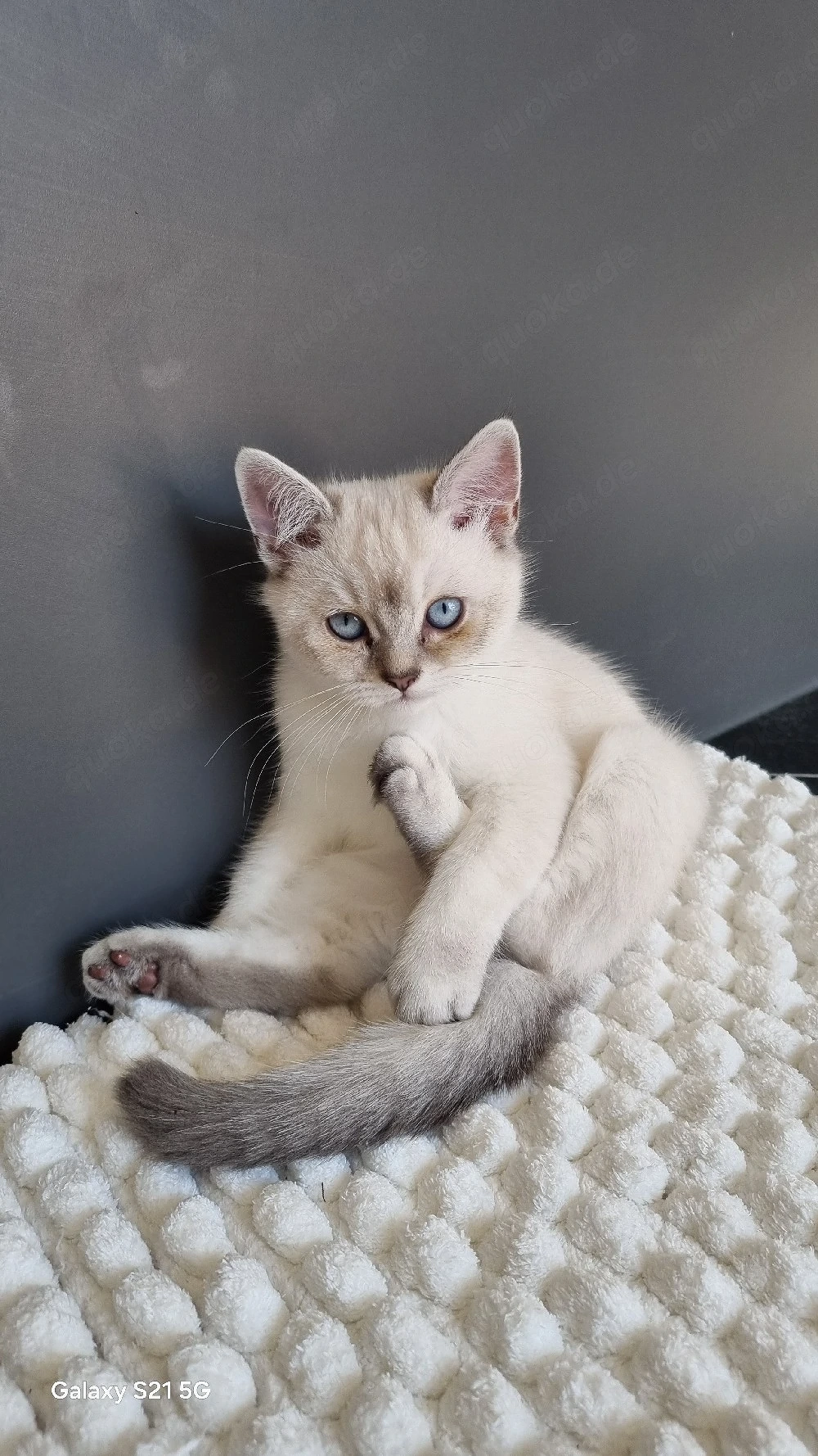 BKH  kitten