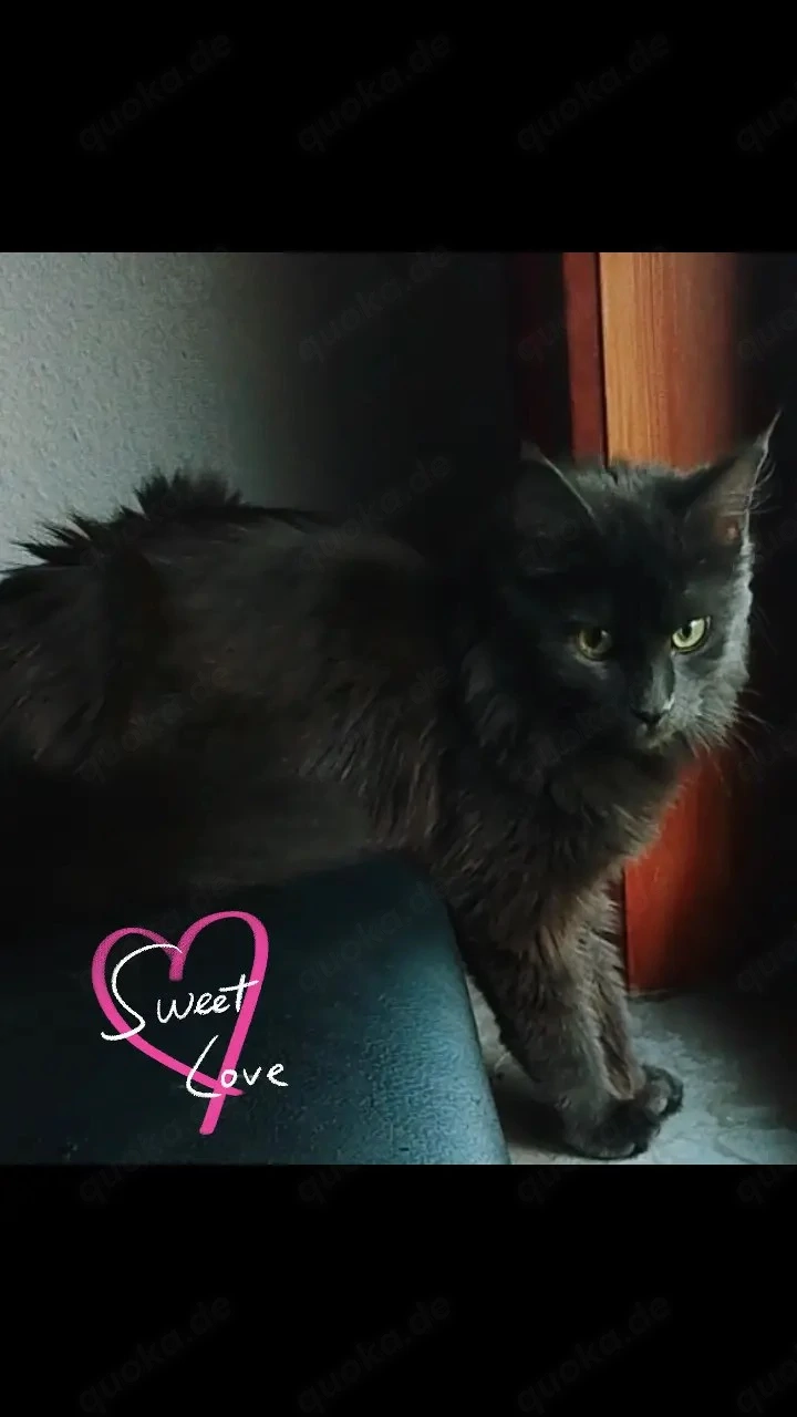 Ragdoll Main coon