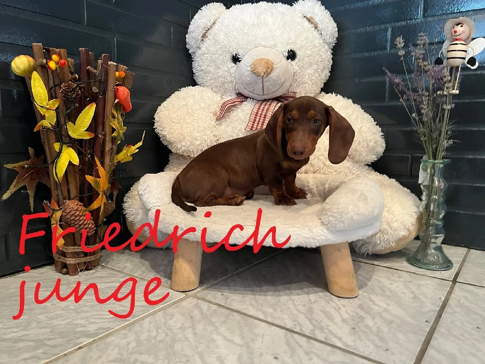 Unsere kleinen Zwergdackel-Zwerge suchen ihre passenden Familien fürs Leben.