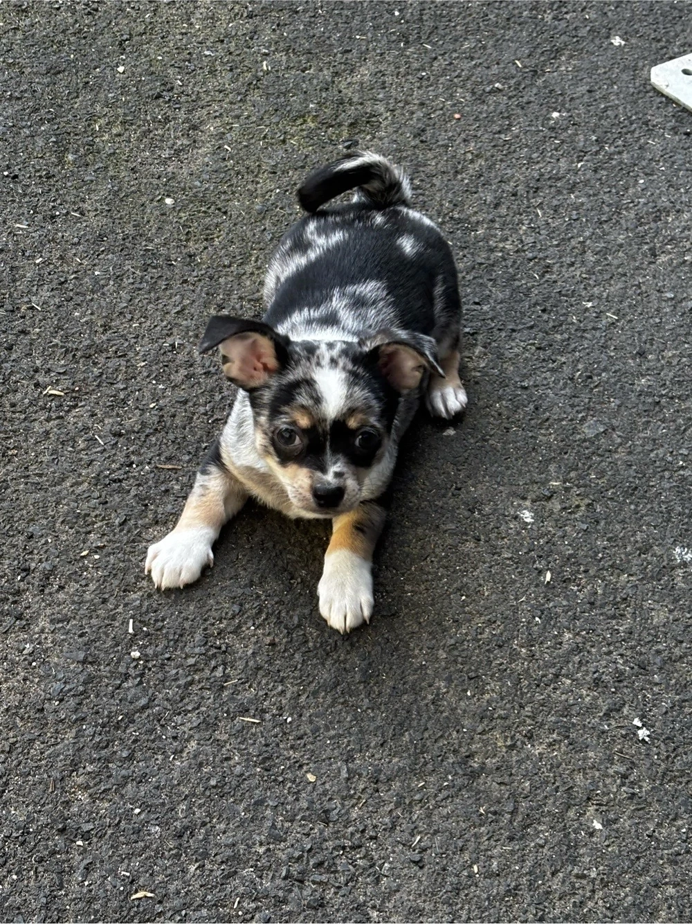 Chihuahua Rüden welpen wollen zu dir ab sofort