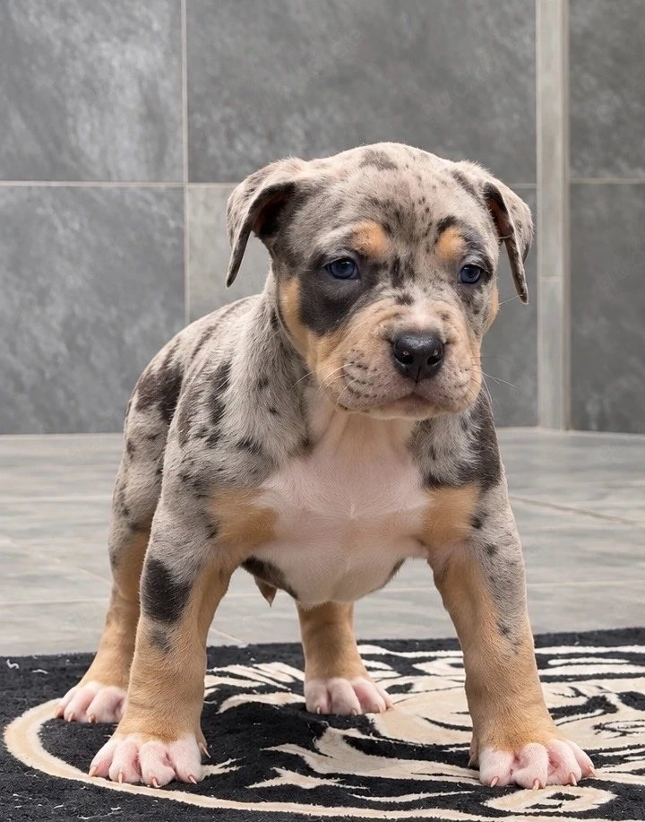 American Bully