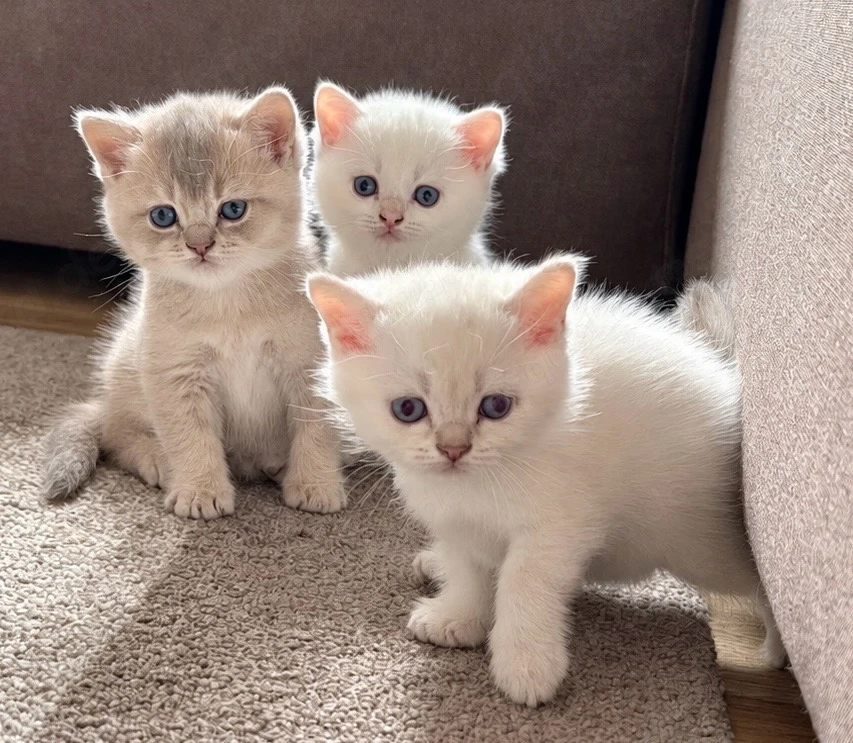 3 süße BKH-Kater   tierärztlich untersucht & entwurmt