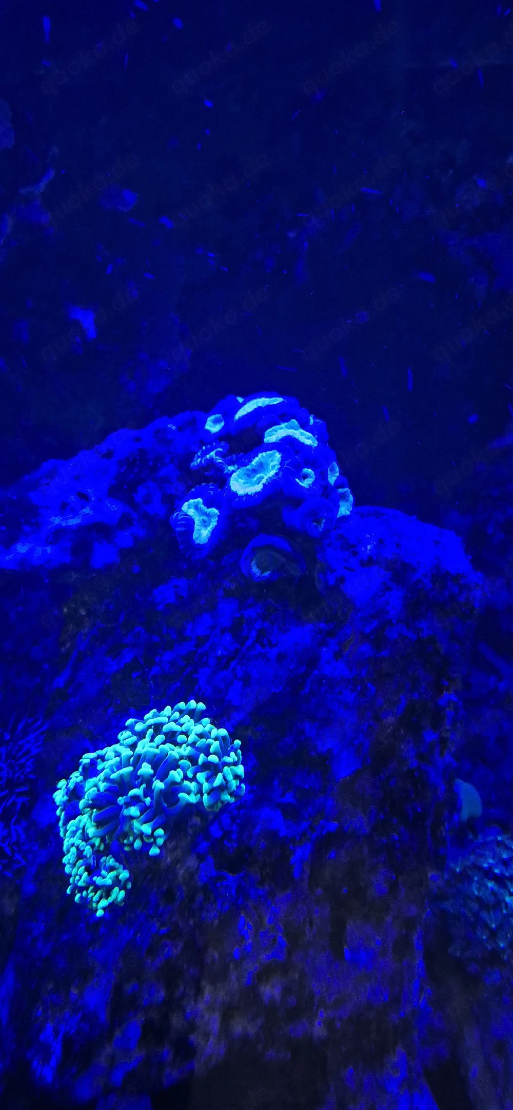 Caulastrea koralle