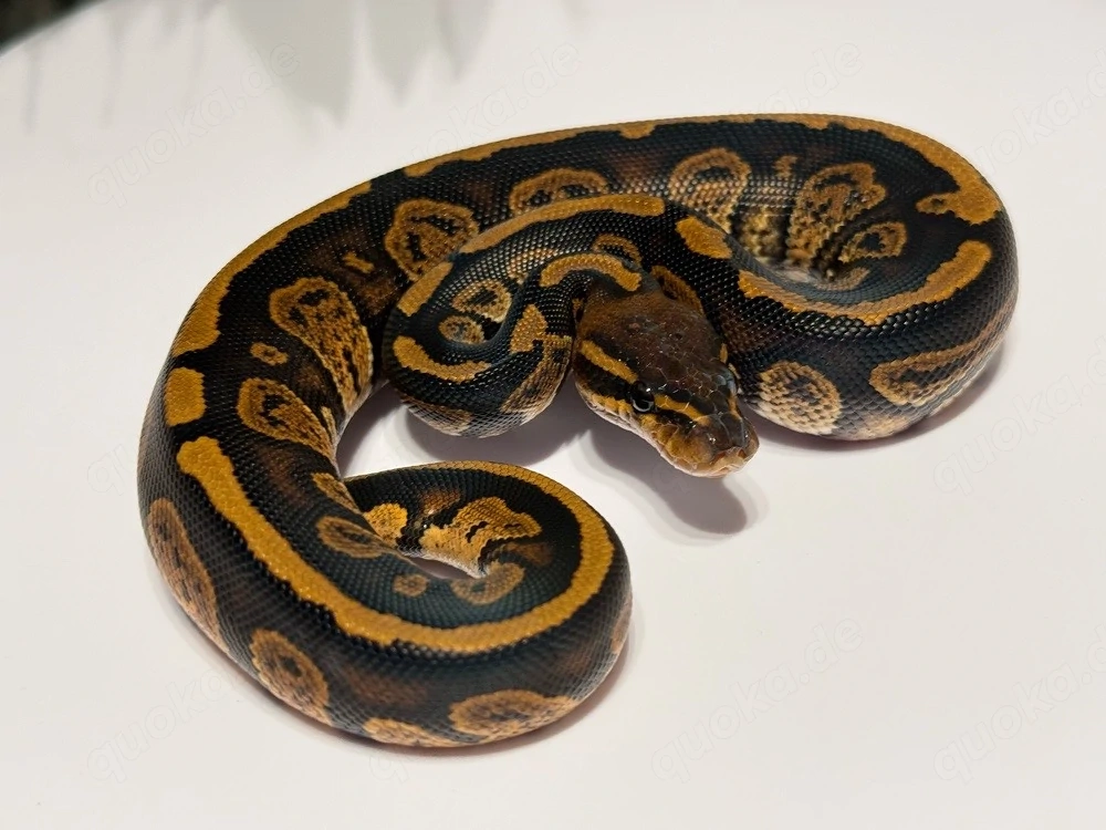 Königspython Python regius