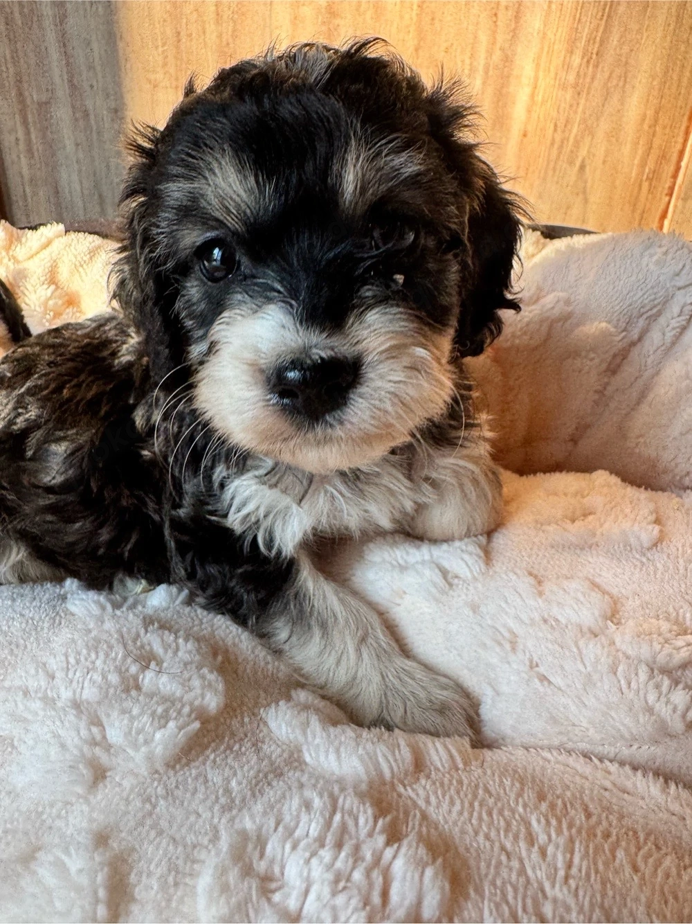 Cavapoo   Cockapoo 
