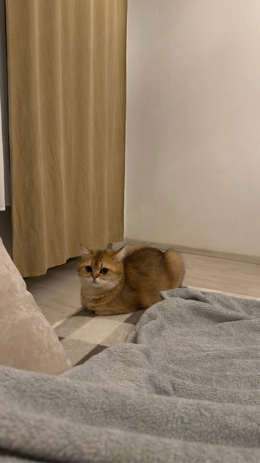 süße junge katze