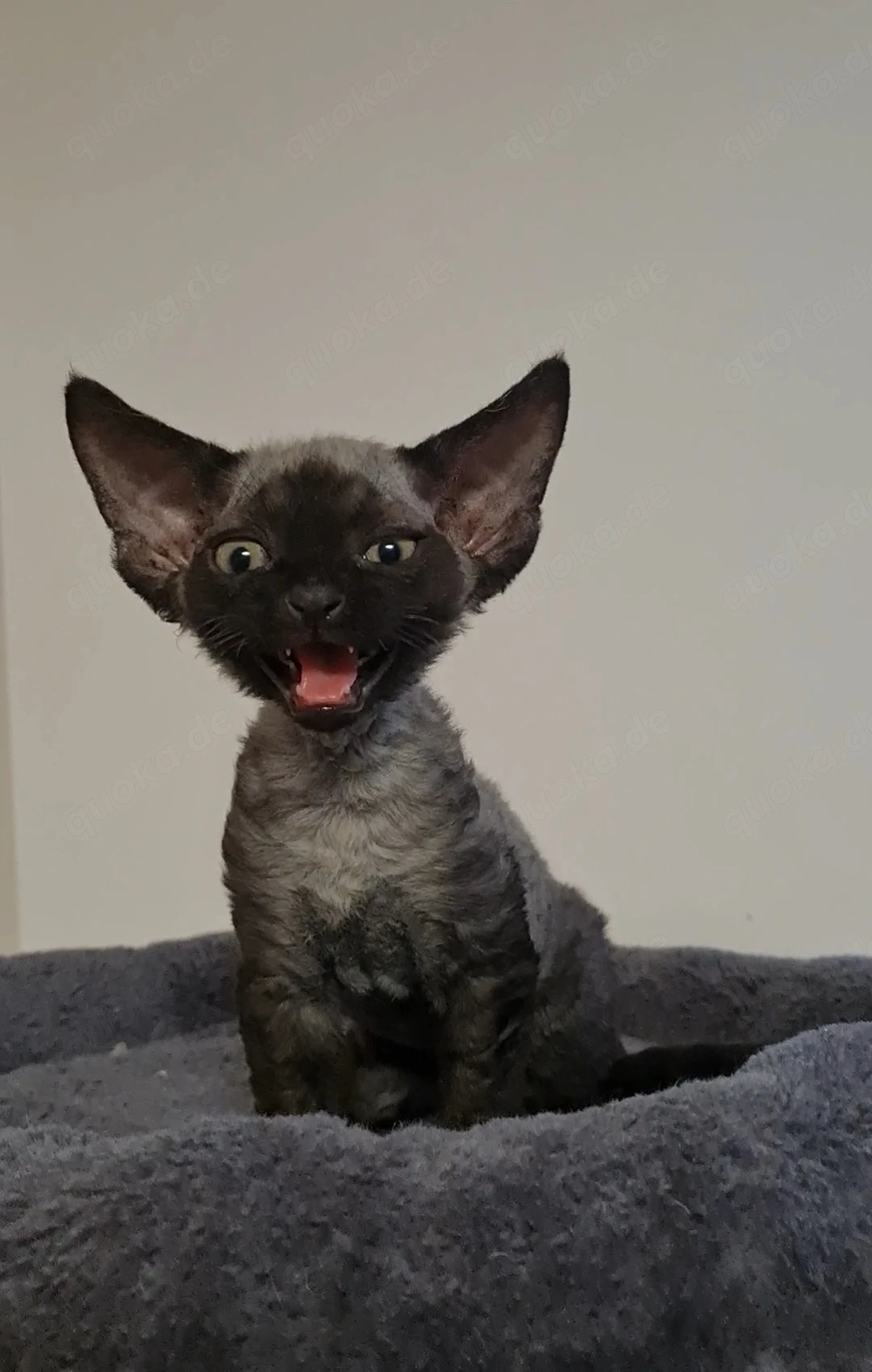 Devon Rex Junge