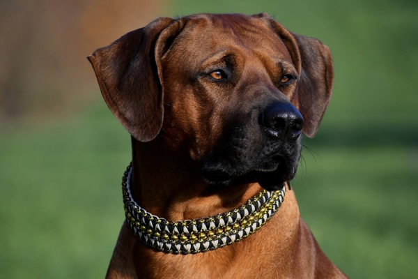 Ridgefester Rhodesian Ridgeback Deckrüde in dark red wheaten in Erfurt ...