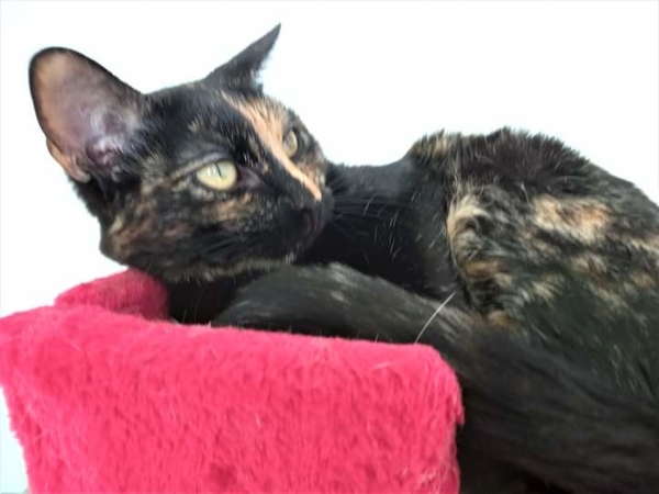 Schildpatt Katze ,weiblich in Mannheim Katzen kostenlose