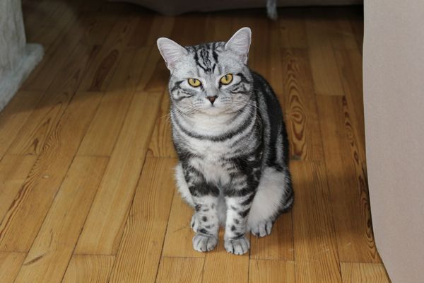 BKH Deckkater Black Silver Classic Tabby in Erlangen Katzen