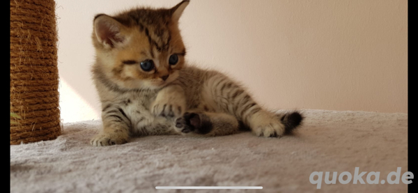 Wunderschöne reinrassige BKH Kitten in Erlangen Katzen kostenlose