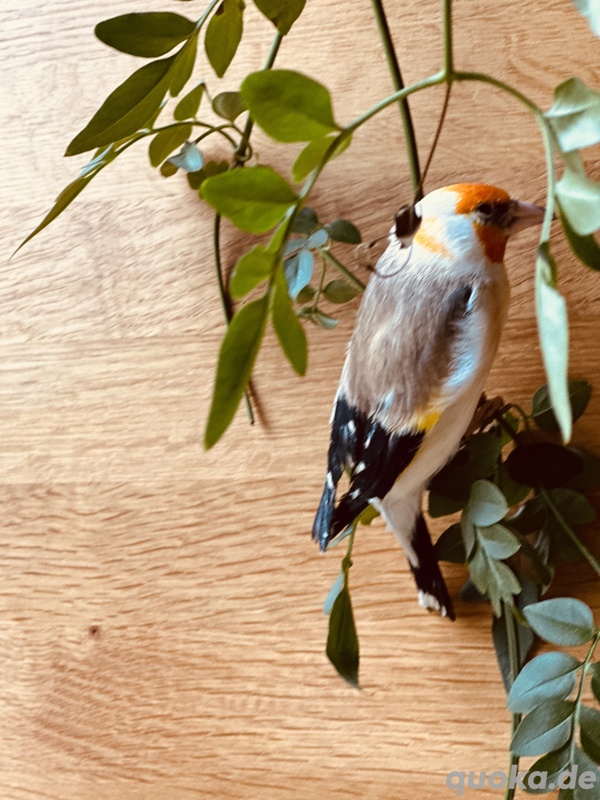 Stieglitz Vogel major in Hannover - Vögel - kostenlose Kleinanzeigen ...