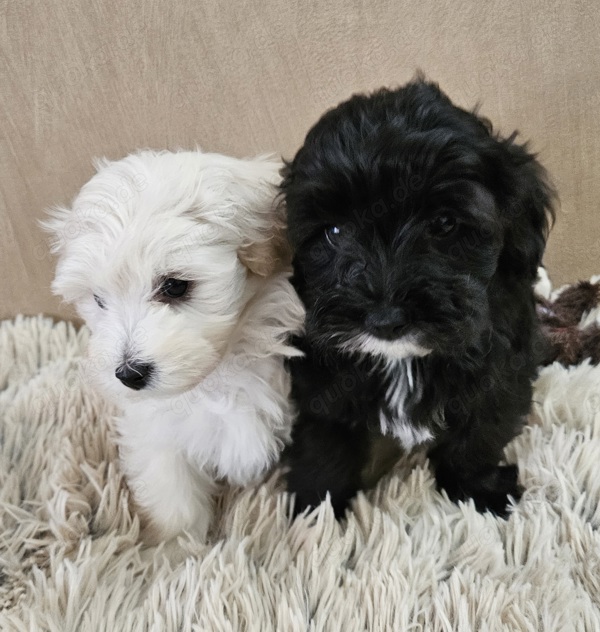 Maltipoo Welpen Aus Liebevoller Familienaufzucht In Rheine - Hunde ...