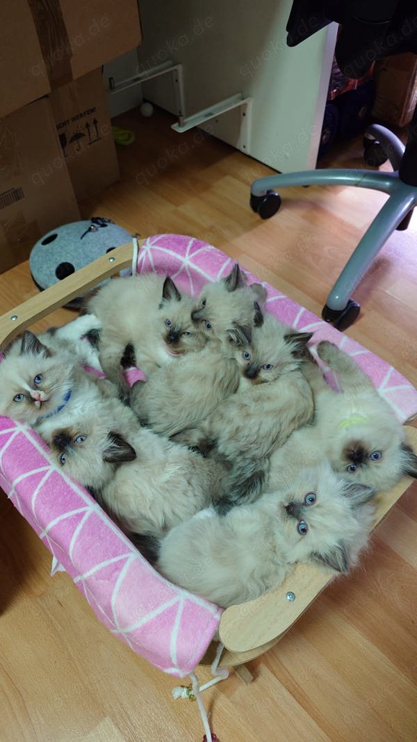 Ragdoll Katzen Babys 7 Stück in Pforzheim Katzen kostenlose