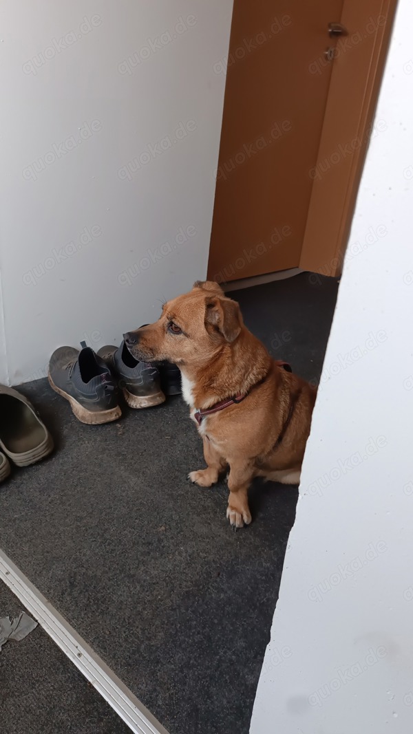 Hund zu verschenken in Friedland Hunde kostenlose Kleinanzeigen