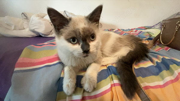 Bkh Ragdoll Babykatzen abzugeben!! in Pforzheim Katzen kostenlose