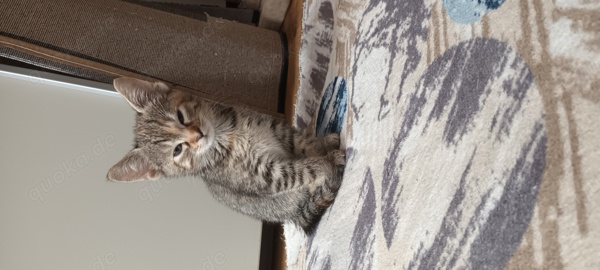 Baby katzen zum verkaufen in Erfurt Katzen kostenlose Kleinanzeigen