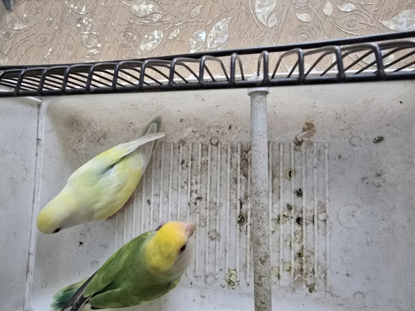 Wunderschöne rosenköpfchen pärchen in Wuppertal Vögel kostenlose