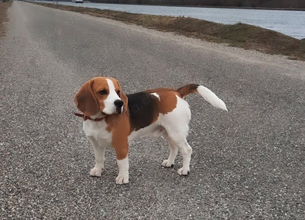 Hunde Zu Verschenken In Lübeck Hunde zum verschenken in Kehl - Hunde - kostenlose Kleinanzeigen
