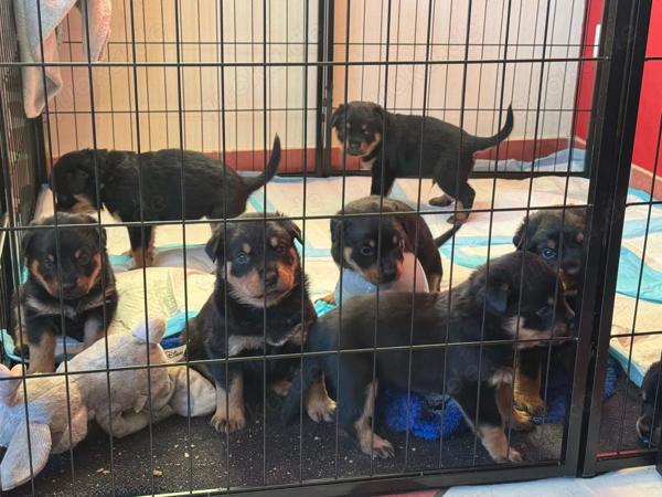 Rottweiler Welpen in Hamburg - Hunde - kostenlose Kleinanzeigen