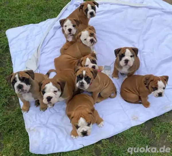 Kaufen Englische Bulldogge