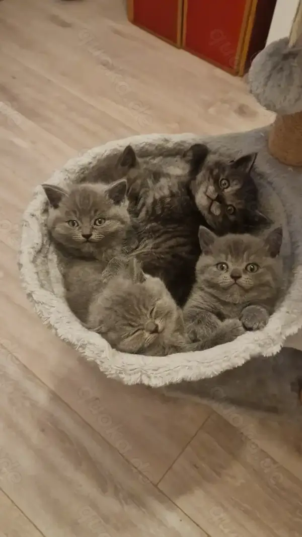Katzen Kaufen Bremen
