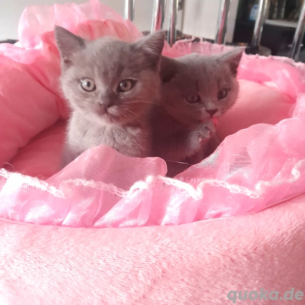 Katzen Kaufen Bremen