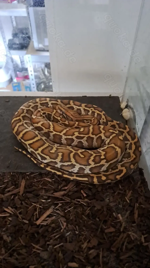 Tigerpython Männlich in Wingst - Reptilien, Terraristik - kostenlose ...