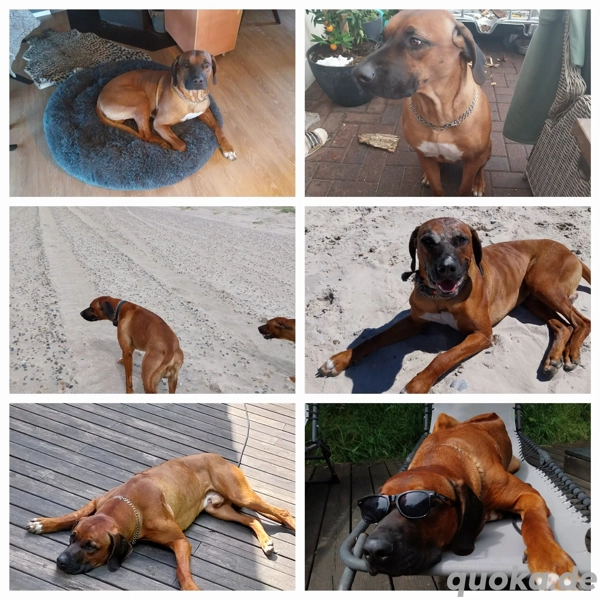 Rhodesian Ridgeback Rüde 3 Jahre in Haren - Hunde - kostenlose ...